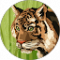 Stella Avatar